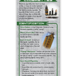 electronic cigarette